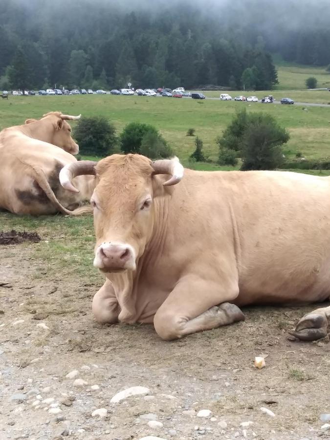 Gite Cosy Lac De Payolle Campan Dış mekan fotoğraf