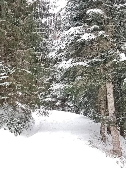 Gite Cosy Lac De Payolle Campan Dış mekan fotoğraf